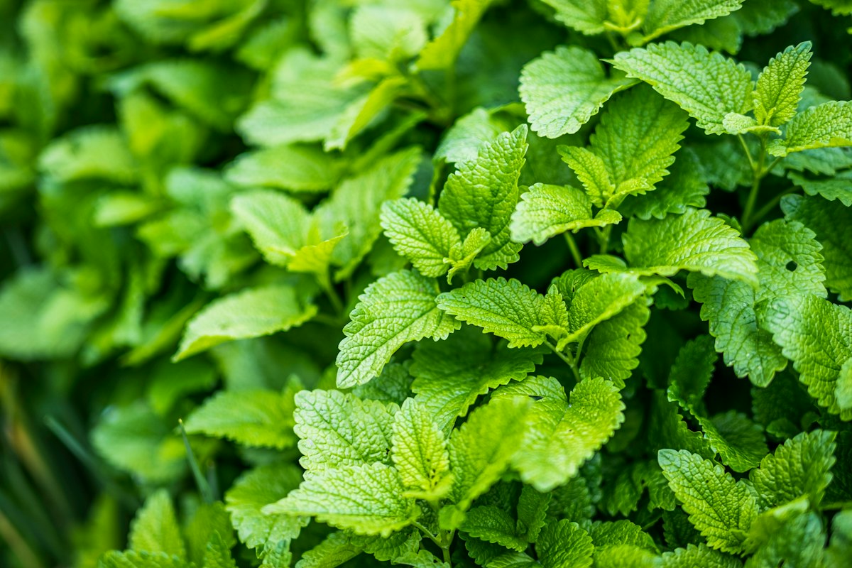 Chamomile flowers and mint leaves