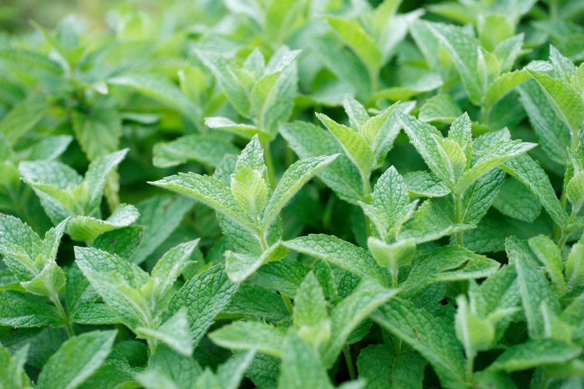 Growing herbs at home